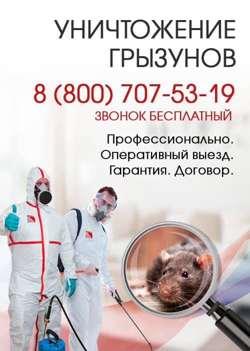 Уничтожение крыс в Наро-Фоминске