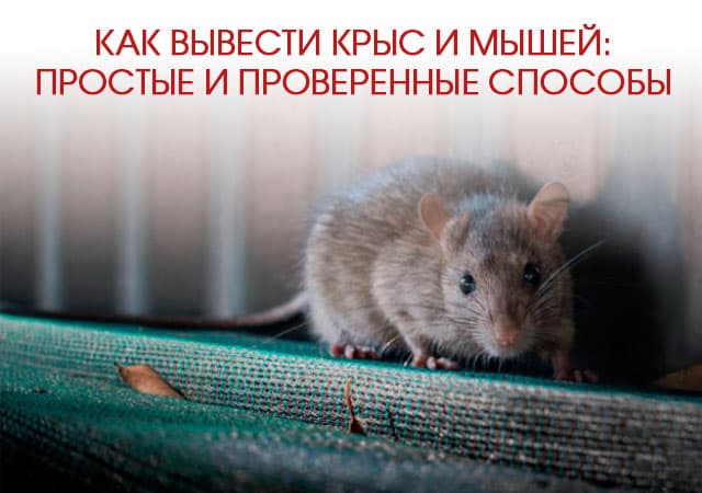 Как вывести крыс и мышей в Наро-Фоминске: простые и проверенные способы