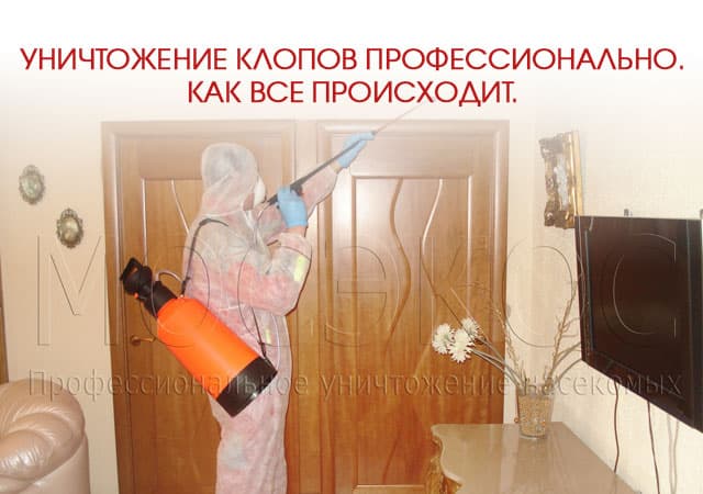 Уничтожение клопов профессионально в Наро-Фоминске
