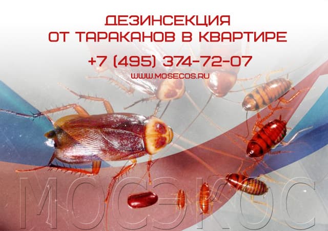 Дезинсекция от тараканов в квартире в Наро-Фоминске