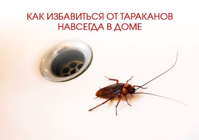 Как избавиться от тараканов в доме в Наро-Фоминске