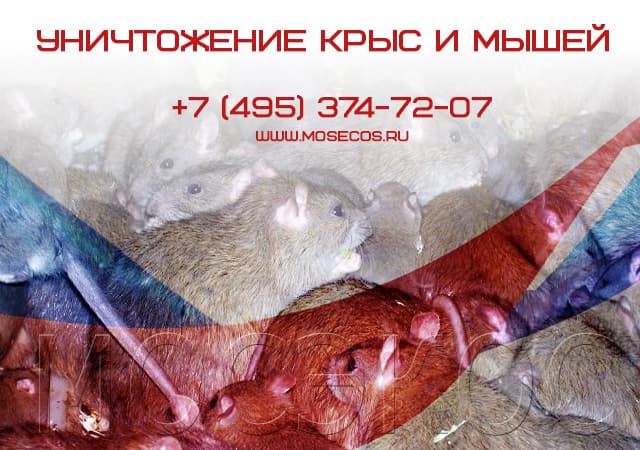 Уничтожение крыс и мышей в Наро-Фоминске