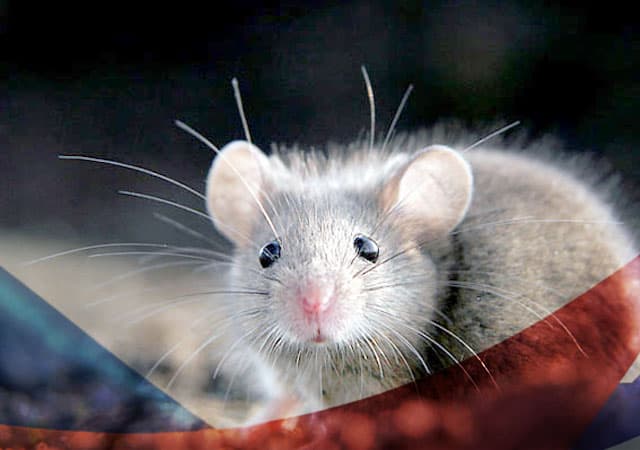 Уничтожение мышей в Наро-Фоминске