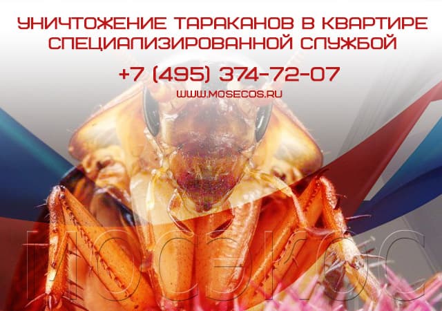 Уничтожение тараканов специализированной службой в Наро-Фоминске